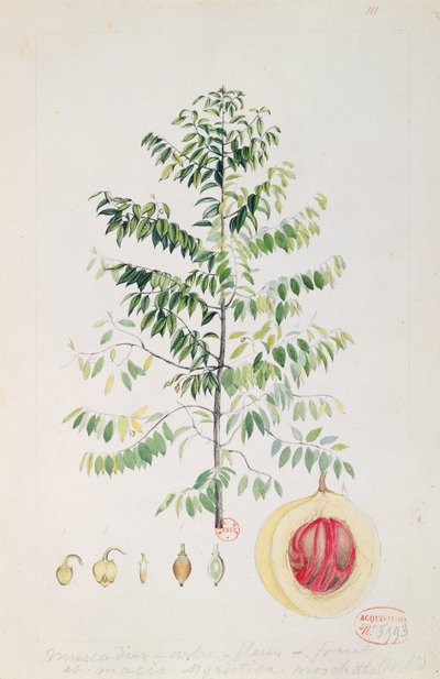 Muskattræet, blomsten og frugten (wc på papir) af French School