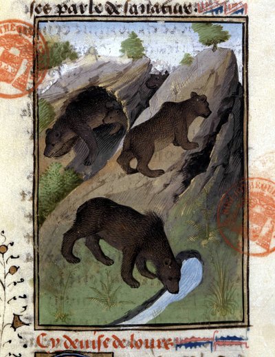 Bjørnen - i "" Jagtbogen af Gaston Phoebus, greve af Foix, Lord of Béarn"" af French School