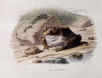 Den almindelige tudse (Bufo bufo) - i "" Lacepede"" af French School
