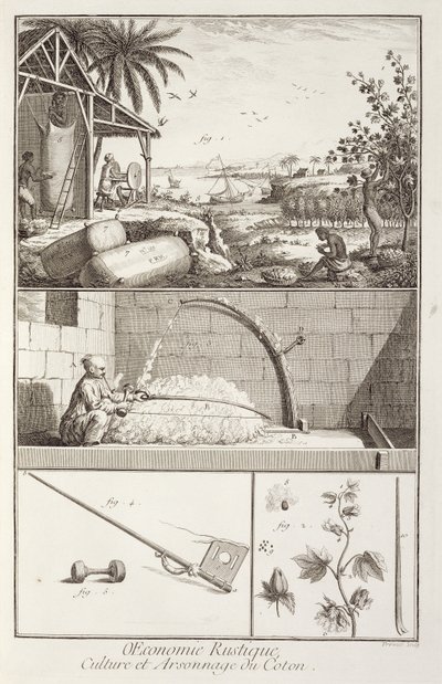 Dyrkning af bomuld, fra Encyclopedia af Denis Diderot (1713-84), indgraveret af A. Provost (fl.1834-55), ca.1760 af French School