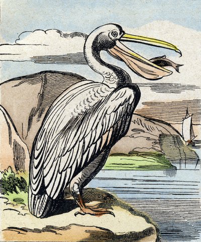 Pelikanen. Indgravering i "Buffon Alphabet des Oiseaux n 1". 3. Serie N 1. Billeddannelse af Epinal, Epinal, slutningen af det 19. århundrede. 16 sider. Mål: 28x21 cm af French School