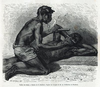 Størrelsen på tænderne i Okanda, tegning af D. Maillard, for at illustrere historien om en tur til Gabon og Ogoue-floden i 1875-1877 af Alfred Marche. Indgravering i Le tour du monde af French School