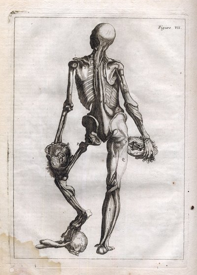 Denne figur kan tilfredsstille nysgerrigheden hos dem, der ønsker at se Corps depouille to the Bones - gravering i "Abstract Anatomy, accommodated to the arts of painting and sculpture" - "" Abrege d