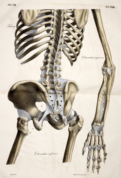 Thorax, fra den menneskelige krops anatomiske plader udført efter naturlige dimensioner, ledsaget af en forklarende tekst udgivet af cte de Lasteyrie af French School