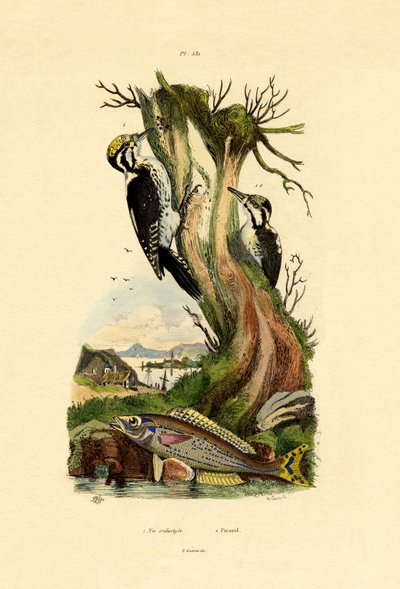 Tretået spætte, 1833-39 af French School
