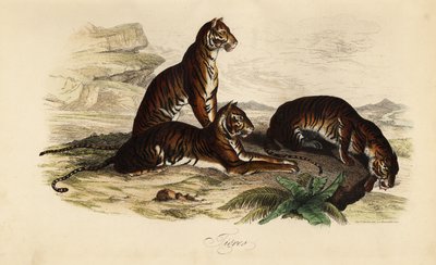 Tiger, Panthera tigris af French School