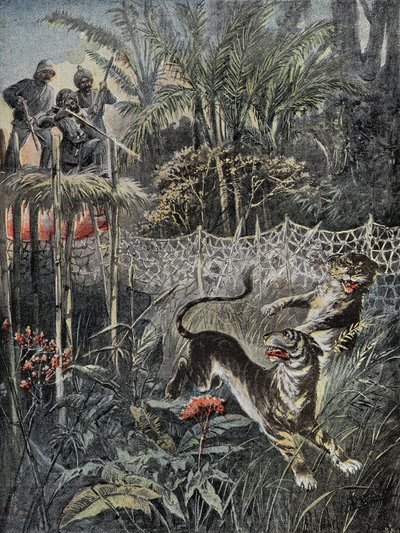 Tigerjagt i junglen i Indien: fenderne er bag nettet, og jægerne er i sikkerhed på belvederen. Indgravering i "" Le Pelerin"", den 05/02/1899. Selva Coll. af French School