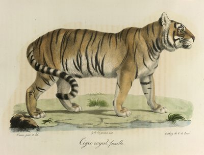 Kongelig tiger, hun. En kvindelig kongelig tiger, fra Natural History of Mammals (farve litho) af French School