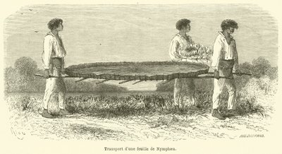 Transport af et Nymphaea-blad (gravering) af French School