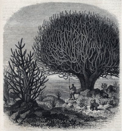 Træ Euphorbo i Østafrika (Sudan). Gravering af Freeman i "" The Picturesque Magasin"" af French School