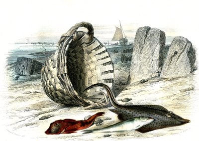 Trigle grondin (Trigle cuculus), hvilling (merlangius merlangus), raie grondin (dipturus batis) - Tallerken udvundet fra Histoire Naturelle af Bernard Germain de Lacepede (1856-1925), udgave P.Furme, Paris af French School
