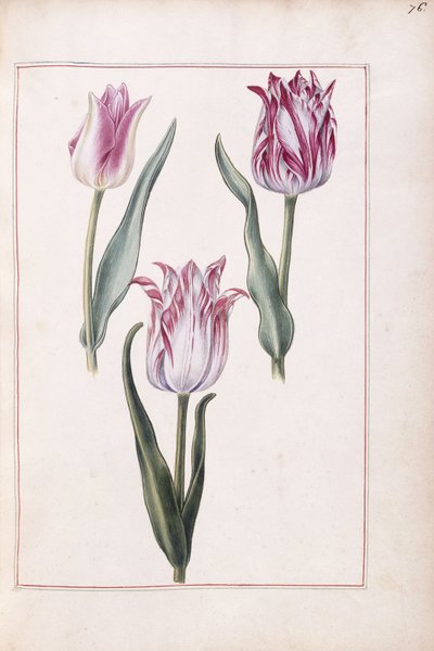 Tulipaner, 1700-tallet af French School