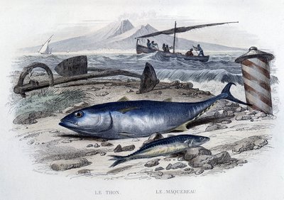 Tun og makrel - i "Naturhistorie" af Lacepède, T.II, red. Furne et Cie, Paris af French School