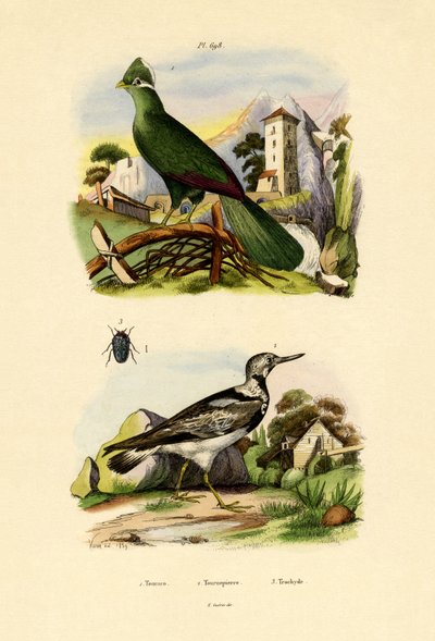 Turaco, 1833-39 af French School