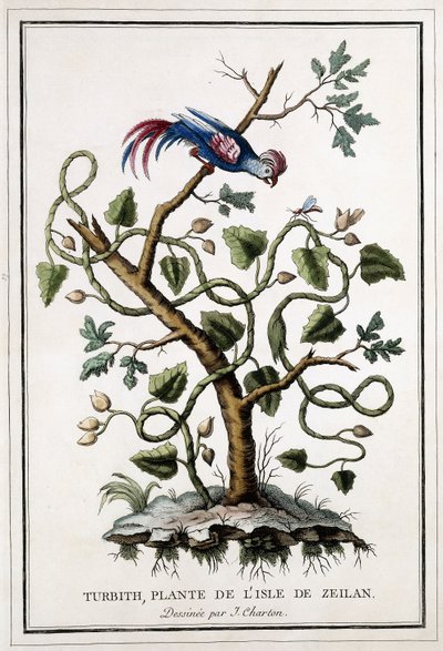 Turbith, plante fra øen Zeilan, 1784 af French School