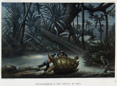 Skildpadde af en havskildpadde - i "" Le monde de la mer "" af Alfred Fredol, Hachette, Paris af French School