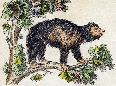 Unau (doven). Indgravering i "" Alphabet des animaux sauvages "". 9. serie. Billede af Epinal, Pellerin, trykkeri-udgiver, ca. 1870. Graveringer på træ, stencileret. 16 sider. Mål: 20 x 15 cm. Privat samling af French School