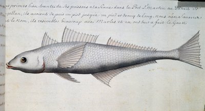 Ukendt fisk, Magellan-strædet, akvarel fra logbog af Jacques Gouin de Beauchesne (1652-1730), kaptajn på Compagnie royale de la Mer du Sud, fra 1698 til 1701, Frankrig af French School