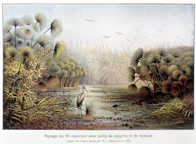 Øvre Nilpassage med papyrus og rørskov. af French School