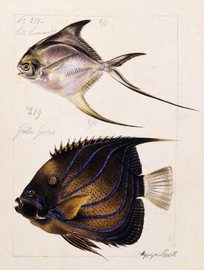 Velle... Osv, c.1850 af French School