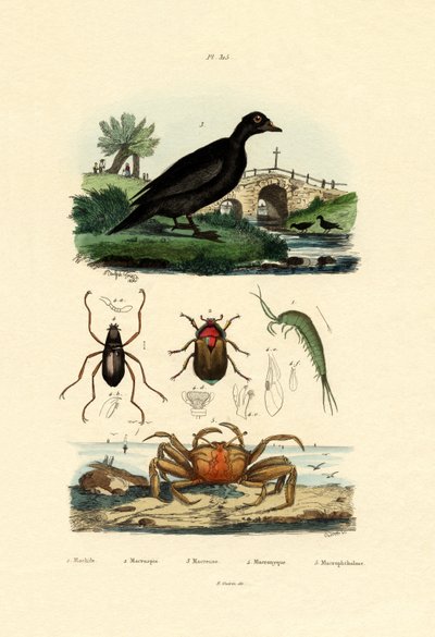 Fløjlsskærand, 1833-39 af French School
