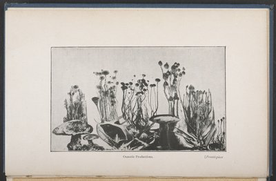 Osmotisk vegetation, Fig. 62, s. 163, fra 