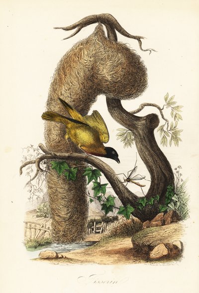 Dorfweber, Ploceus cucullatus, mit Nest aus gewebtem Gras von French School