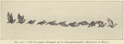 Flugt af en nedbrudt due ved kronofotografering af French School