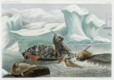 Hvalrosjagt - i "" Le monde de la mer "" af Alfred Fredol, Hachette, Paris af French School