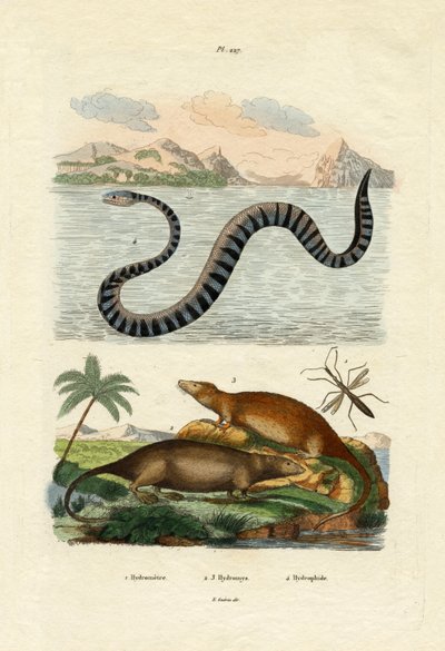 Vandrotte, 1833-39 af French School
