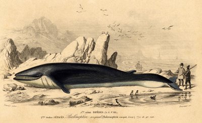 Hval eller baleinoptera (Balaenoptera rorqual) af French School