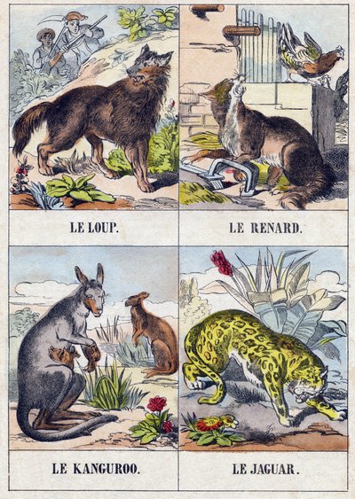 Ulv; Ræv; Kænguru ; Jaguar. Indgravering i "Buffon Alphabet des Animaux". 3. serie N 1. Billeddannelse af Epinal, Epinal, slutningen af 1800-tallet. 16 sider. Mål: 28x21cm af French School