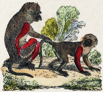 Yarques. Indgravering i "Wild Animals Alphabet". 9. serie. Billeder af Epinal, Pellerin, trykkeri-udgiver, ca. 1870. Graveringer på træ, stencileret. 16 sider. Størrelse: 20 x 15 cm. Privat samling af French School
