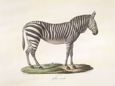 Kvinde zebra. Kvindezebra, fra Natural History of Pattedyr (farve litho) af French School