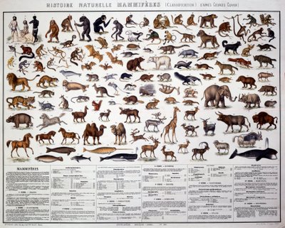 Zoologi: Klassificering af pattedyr i henhold til den franske biolog Georges Cuvier (1769-1832). Natural History Board af French School