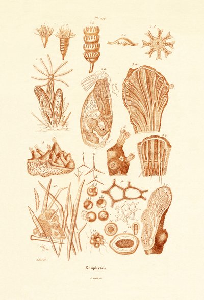 Zoophytes, 1833-39 af French School