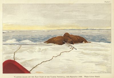 Hvalrosser dræbt ud for Taimyr-halvøens østkyst af Fridtjof Nansen