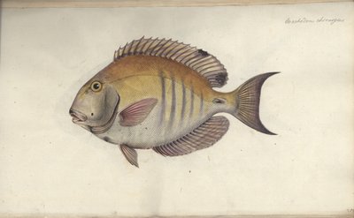 Chaetodon chirurgus, før 1787 af Friedrich August Kruger