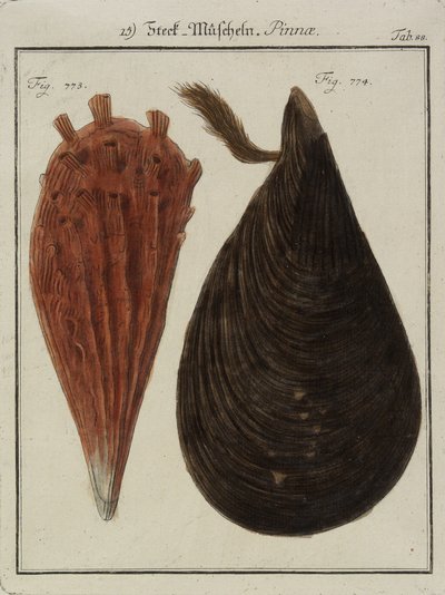 Muslinger, fra Neues Systematisches Conchylien-Cabinet (The New Systematic Cabinet of Shells), 1784 (håndfarvet radering og gravering) af Friedrich Heinrich Wilhelm Martini
