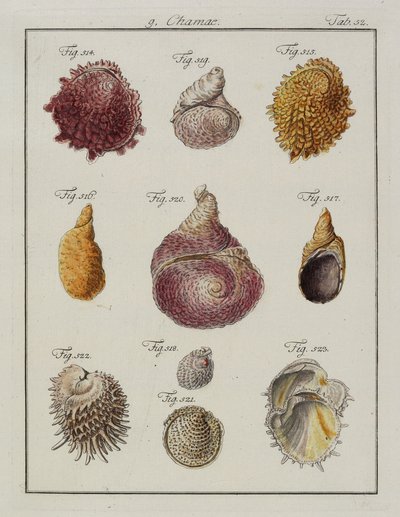 Havskaller: Chamae, Pinnae, fra Neues systematisches Conchylien-Cabinet, 1784 (håndfarvet ætsning og gravering) af Friedrich Heinrich Wilhelm Martini