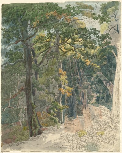 Solstråler rammer en skovsti af Friedrich Salathé