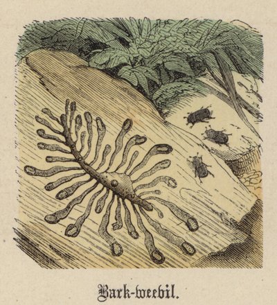 Bark-snudebille (farvet gravering) af Friedrich Specht