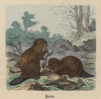 Bæver (farvet gravering) af Friedrich Specht