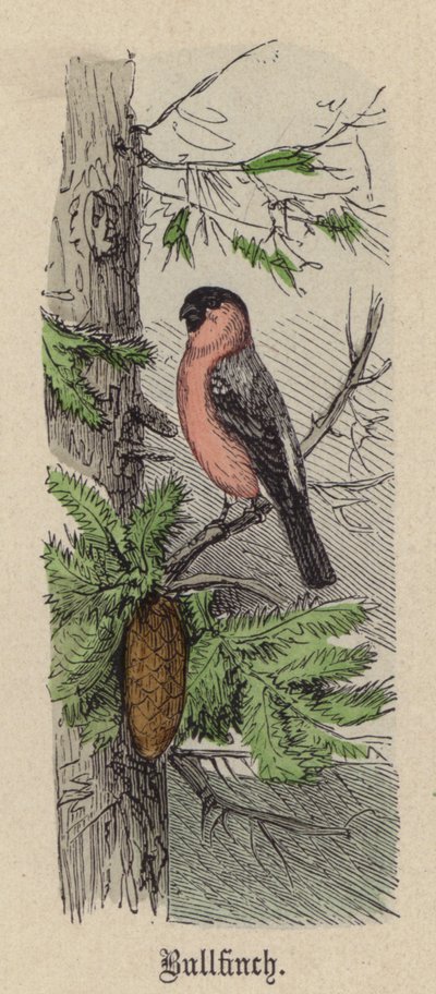 Bullfinch (farvet gravering) af Friedrich Specht