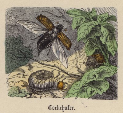 Cockchafer (farvet gravering) af Friedrich Specht