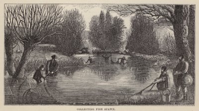 Indsamling af fiskegyd (gravering) af Friedrich Specht