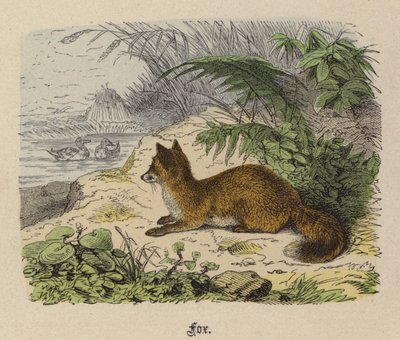 Ræv (farvet gravering) af Friedrich Specht