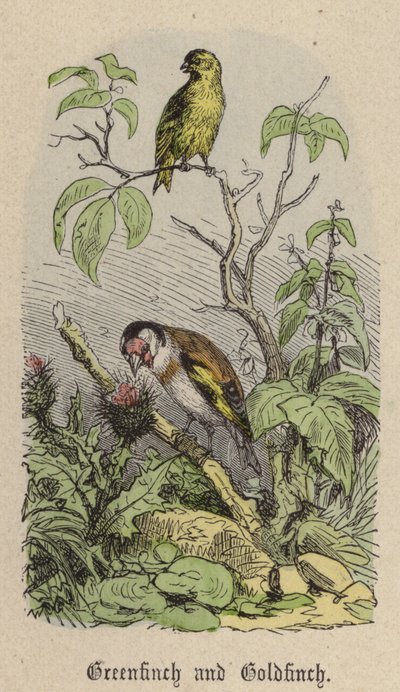 Grønfink og Guldfink (farvet gravering) af Friedrich Specht