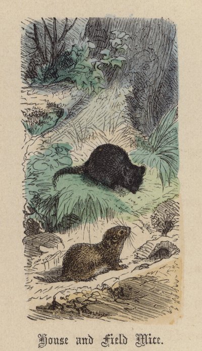 Hus- og markmus (farvet gravering) af Friedrich Specht