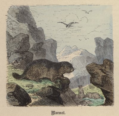 Murmeldyr (farvet gravering) af Friedrich Specht